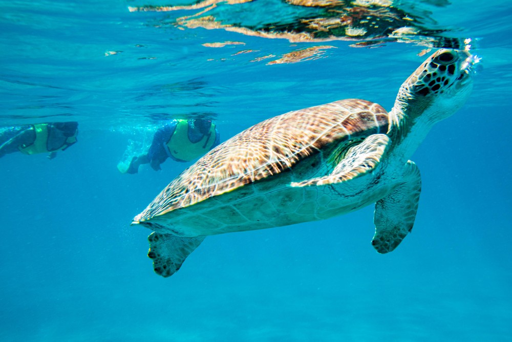 kauai sea turtle snorkeling tour